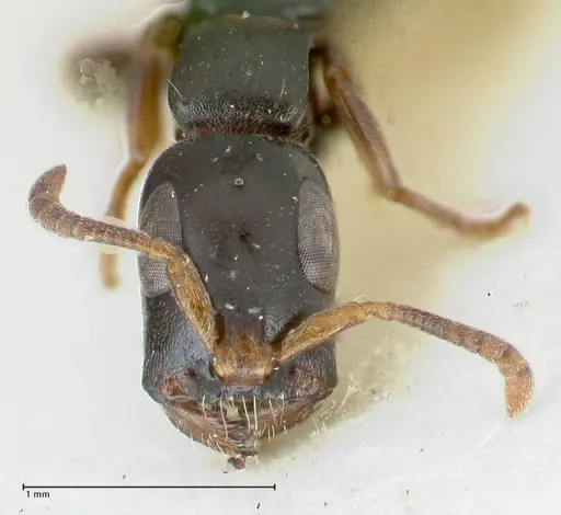 Tetraponera nitida specimen FOCOL1174 image focol1174_2
