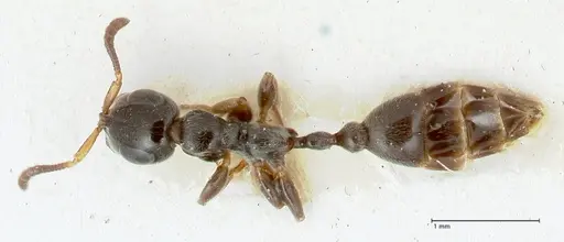 Tetraponera nitida specimen FOCOL1175 image focol1175_1