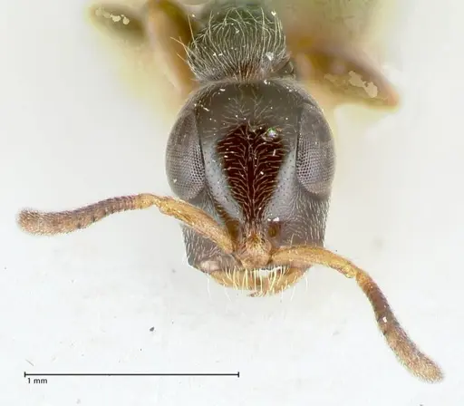 Tetraponera nitida specimen FOCOL1175 image focol1175_2