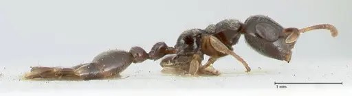 Tetraponera nitida specimen FOCOL1175 image focol1175_4