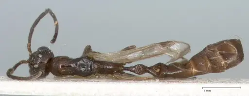 Tetraponera nitida specimen FOCOL1182 image focol1182_1