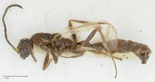 Tetraponera nitida specimen FOCOL1182 image focol1182_3