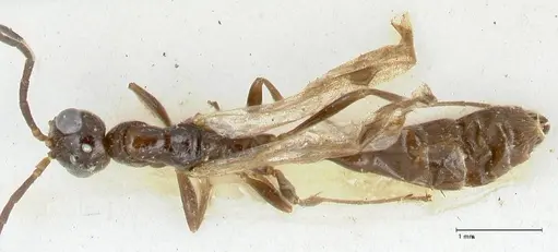 Tetraponera nitida specimen FOCOL1183 image focol1183_1
