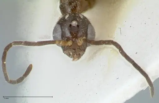Tetraponera nitida specimen FOCOL1183 image focol1183_2