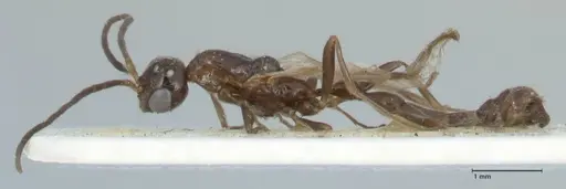 Tetraponera nitida specimen FOCOL1183 image focol1183_3