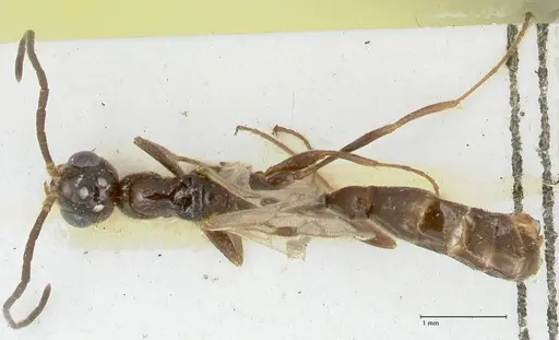 Tetraponera nitida specimen FOCOL1184 image focol1184_1