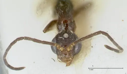 Tetraponera nitida specimen FOCOL1184 image focol1184_2