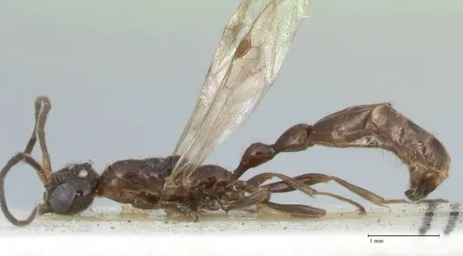 Tetraponera nitida specimen FOCOL1184 image focol1184_3