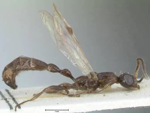Tetraponera nitida specimen FOCOL1184 image focol1184_4