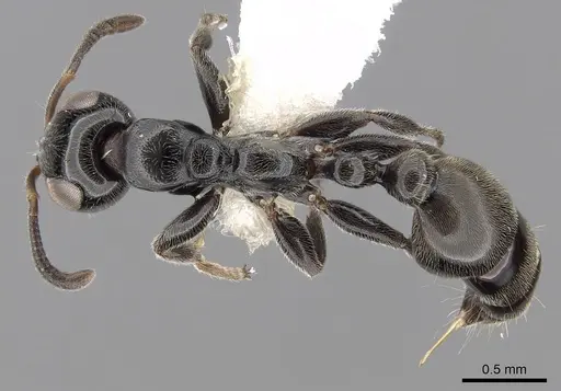 Tetraponera nodosa specimen CASENT0281874 image casent0281874_1