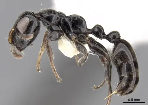 Tetraponera nodosa specimen CASENT0281874 image casent0281874_3