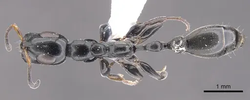 Tetraponera notabilis specimen CASENT0902829 image casent0902829_1