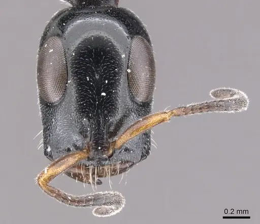 Tetraponera notabilis specimen CASENT0902829 image casent0902829_2