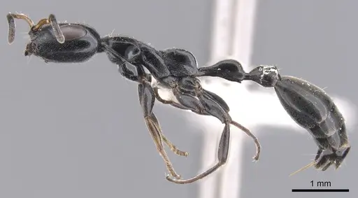 Tetraponera notabilis specimen CASENT0902829 image casent0902829_3