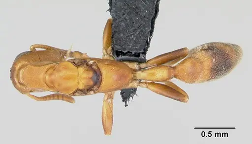 Tetraponera ophthalmica specimen CASENT0087124 image casent0087124_1