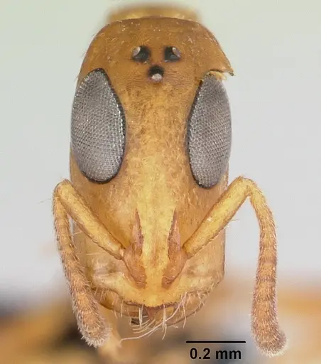 Tetraponera ophthalmica specimen CASENT0087124 image casent0087124_2