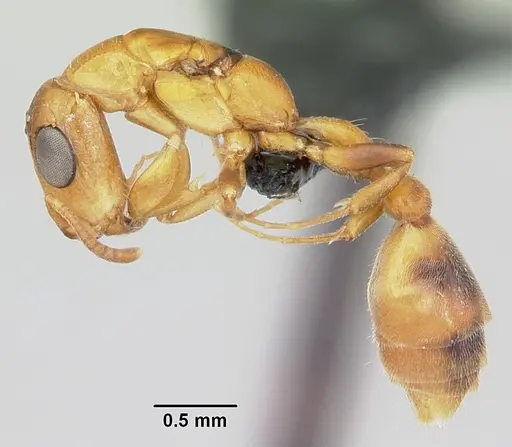 Tetraponera ophthalmica specimen CASENT0087124 image casent0087124_3