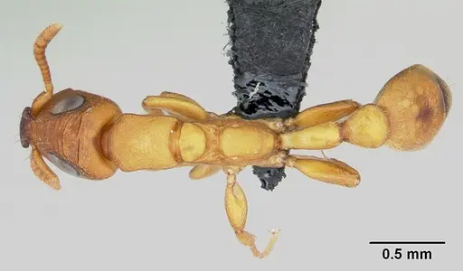 Tetraponera ophthalmica specimen CASENT0091649 image casent0091649_1