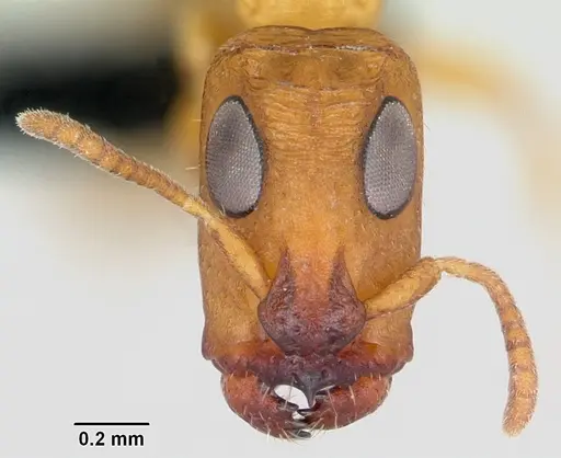Tetraponera ophthalmica specimen CASENT0091649 image casent0091649_2