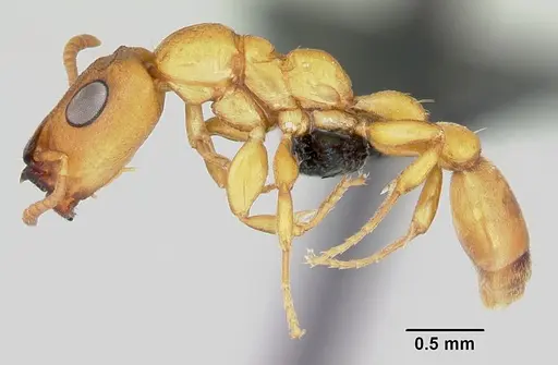 Tetraponera ophthalmica specimen CASENT0091649 image casent0091649_3