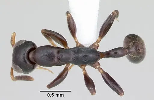 Tetraponera ophthalmica specimen CASENT0172623 image casent0172623_1