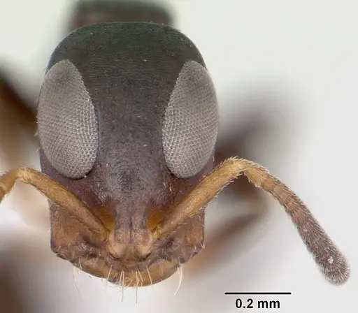 Tetraponera ophthalmica specimen CASENT0172623 image casent0172623_2