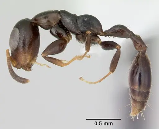Tetraponera ophthalmica specimen CASENT0172623 image casent0172623_3