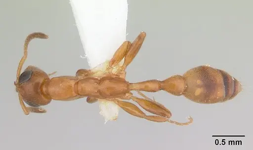 Tetraponera ophthalmica specimen CASENT0178282 image casent0178282_1