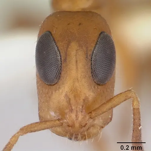 Tetraponera ophthalmica specimen CASENT0178282 image casent0178282_2