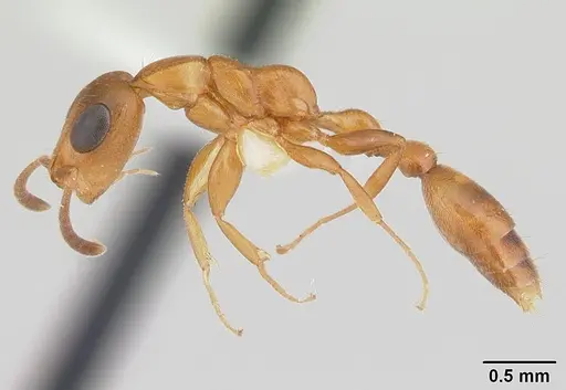 Tetraponera ophthalmica specimen CASENT0178282 image casent0178282_3