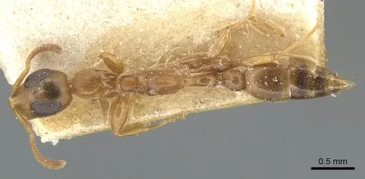 Tetraponera ophthalmica specimen CASENT0904035 image casent0904035_1