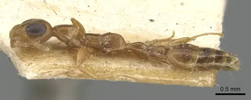 Tetraponera ophthalmica specimen CASENT0904035 image casent0904035_3