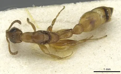 Tetraponera ophthalmica specimen CASENT0913721 image casent0913721_1