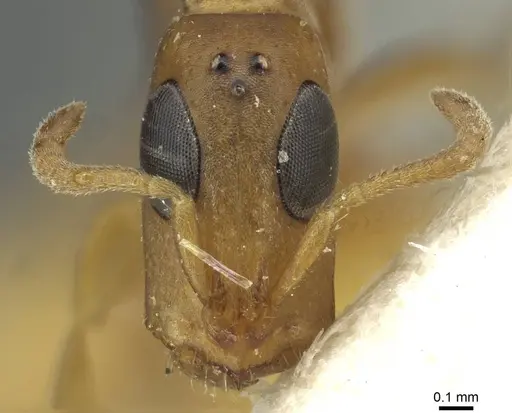 Tetraponera ophthalmica specimen CASENT0913721 image casent0913721_2
