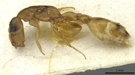 Tetraponera ophthalmica specimen CASENT0913721 image casent0913721_3