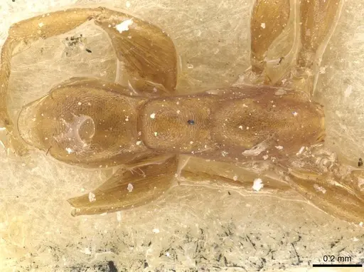 Tetraponera ophthalmica specimen CASENT0915535 image casent0915535_1