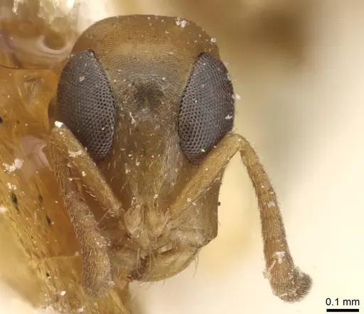 Tetraponera ophthalmica specimen CASENT0915535 image casent0915535_2