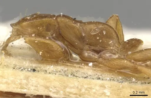 Tetraponera ophthalmica specimen CASENT0915535 image casent0915535_3
