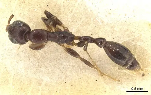 Tetraponera ophthalmica specimen CASENT0915537 image casent0915537_1