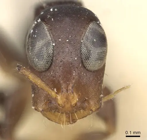Tetraponera ophthalmica specimen CASENT0915537 image casent0915537_2