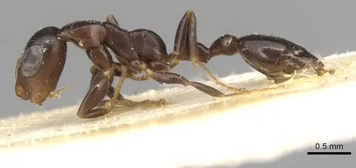 Tetraponera ophthalmica specimen CASENT0915537 image casent0915537_3