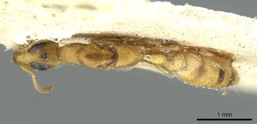 Tetraponera ophthalmica specimen RMCAENT000017747 image rmcaent000017747_1