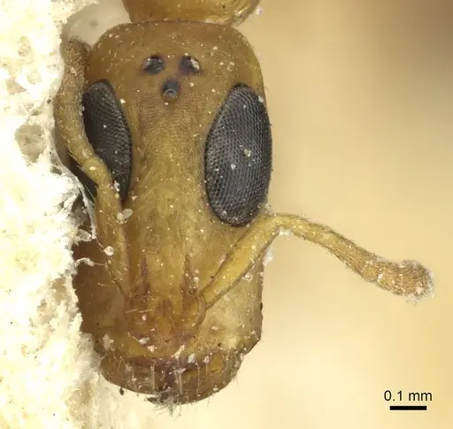 Tetraponera ophthalmica specimen RMCAENT000017747 image rmcaent000017747_2