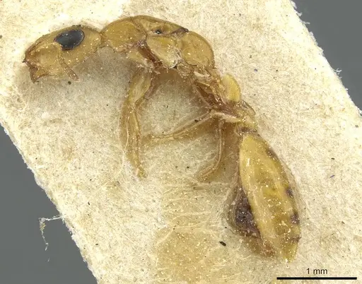 Tetraponera ophthalmica specimen RMCAENT000017747 image rmcaent000017747_3