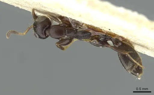 Tetraponera ophthalmica specimen RMCAENT000017748 image rmcaent000017748_1