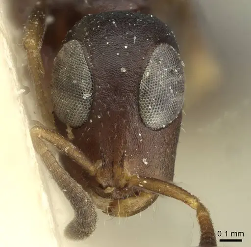 Tetraponera ophthalmica specimen RMCAENT000017748 image rmcaent000017748_2