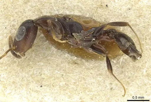 Tetraponera ophthalmica specimen RMCAENT000017748 image rmcaent000017748_3