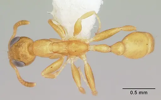 Tetraponera parops specimen CASENT0106133 image casent0106133_1