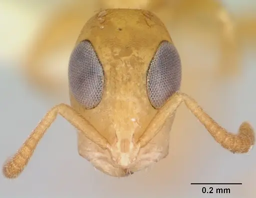Tetraponera parops specimen CASENT0106133 image casent0106133_2