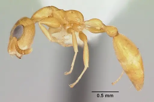 Tetraponera parops specimen CASENT0106133 image casent0106133_3